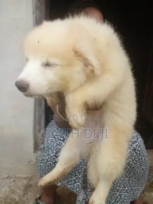 1-3 months Female Purebred American Eskimo