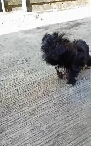 1-3 months Male Purebred Lhasa Apso