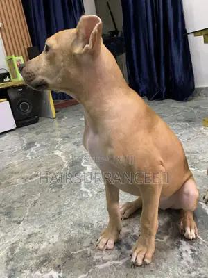 1-3 months Female Mixed Breed American Bully