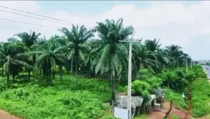 ✅palm Oil Plantation Farm and Fish Farm for Sale*✅