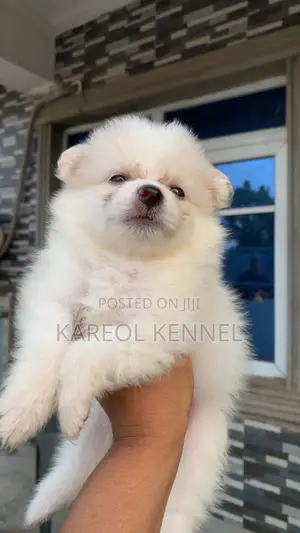 1-3 months Female Purebred American Eskimo