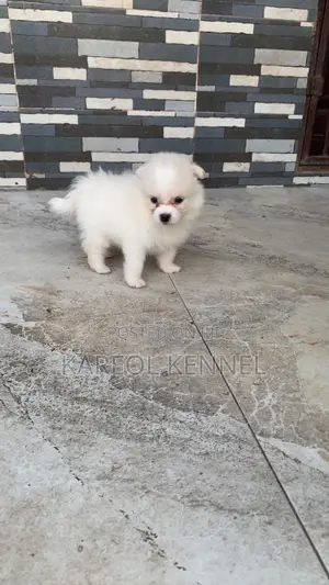 1-3 months Male Purebred American Eskimo