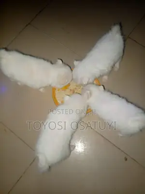 0-1 month Female Purebred American Eskimo