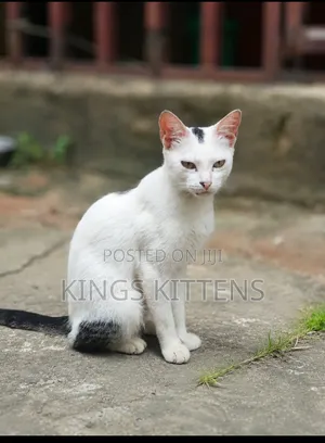 3-6 months Female Mixed Breed American Shorthair