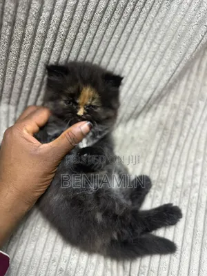 1-3 months Female Purebred Persian
