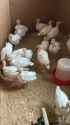 Foreign Turkey 4 Weeks for Sale