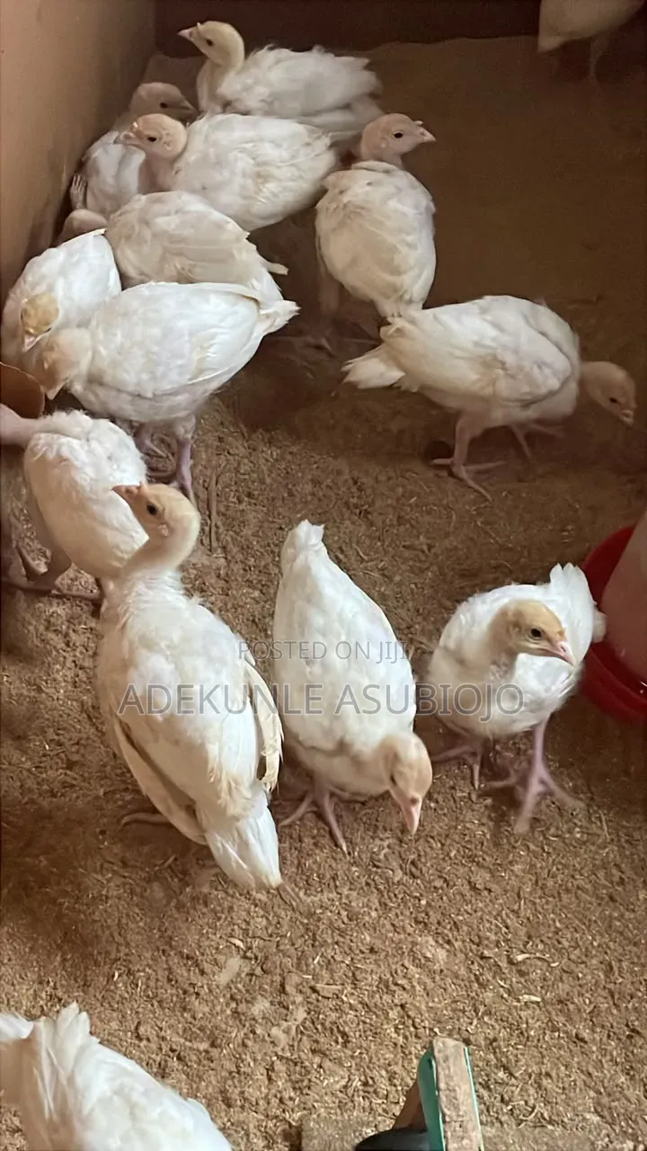 Foreign Turkey 4 Weeks for Sale