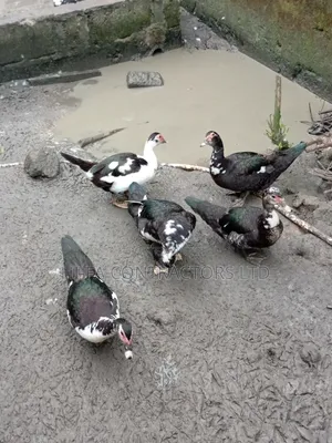 Ducks for Sale
