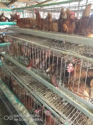 Young Layer Birds