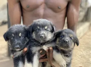 1-3 months Female Purebred German Shepherd