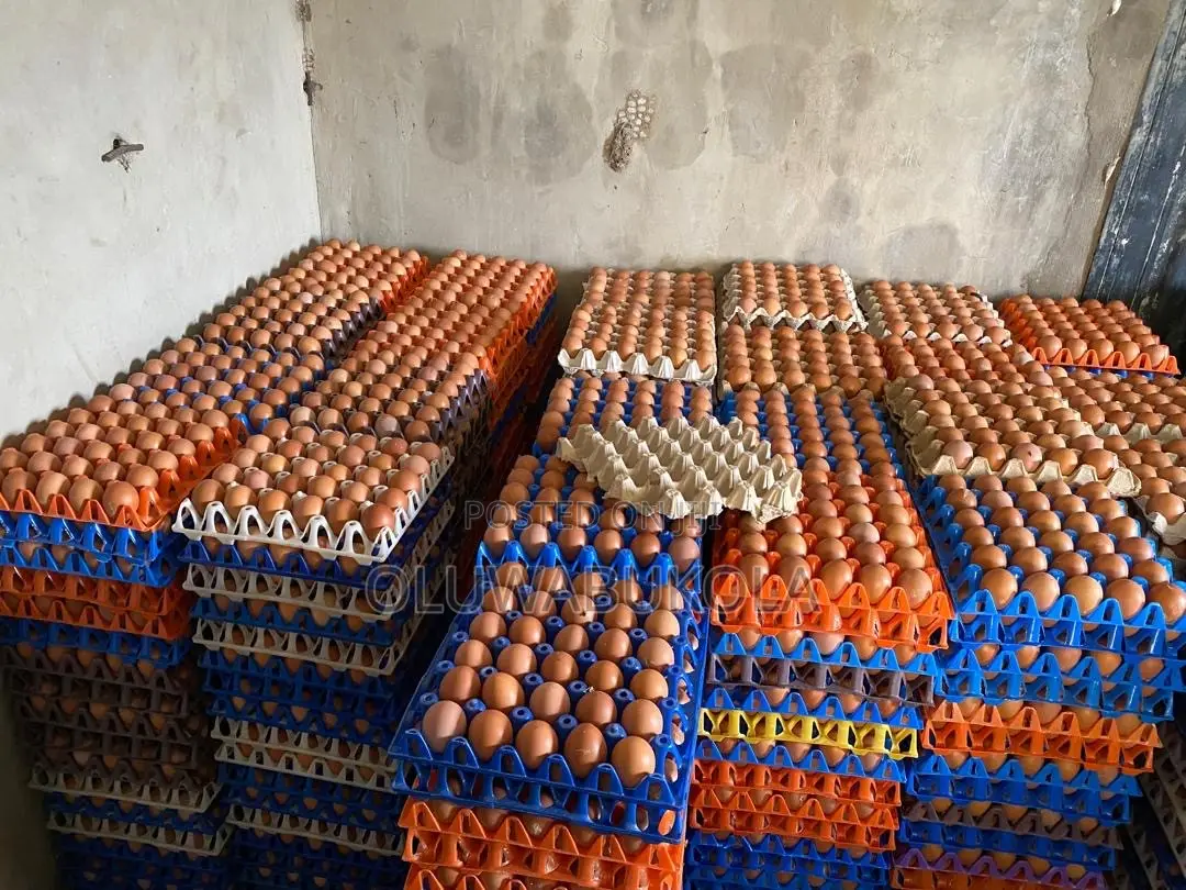 Eggs Farming