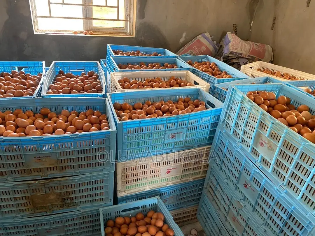 Eggs Farming