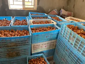 Eggs Farming