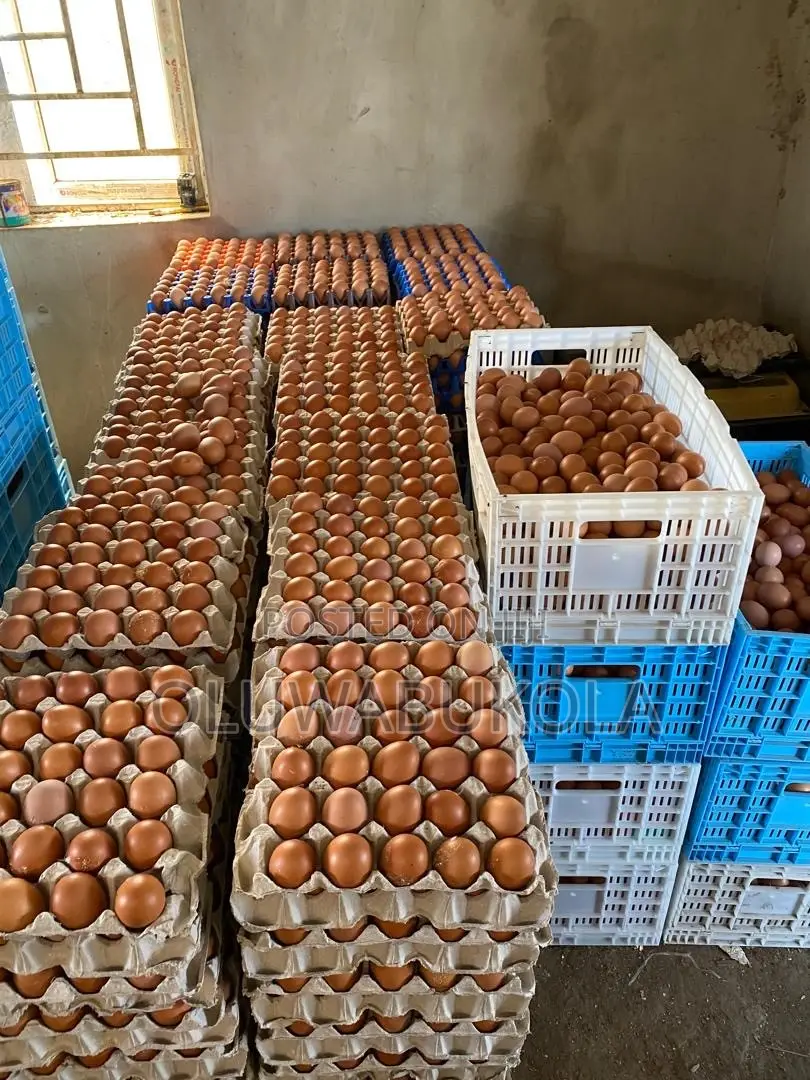 Eggs Farming