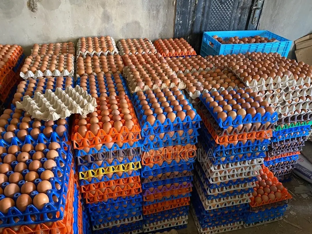 Eggs Farming