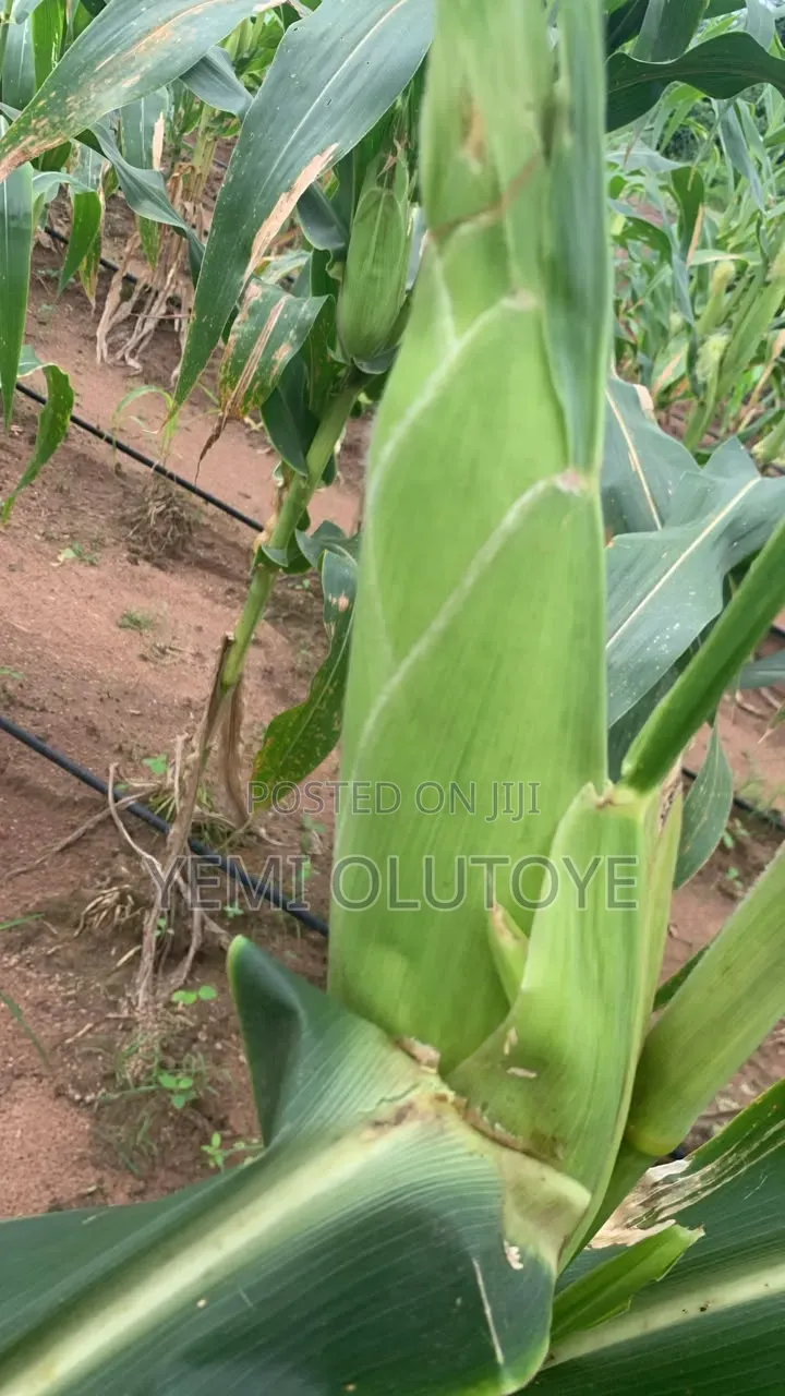 Sweet Corn for Sale