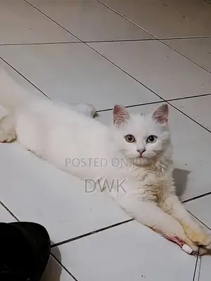 3-6 months Female Purebred Persian