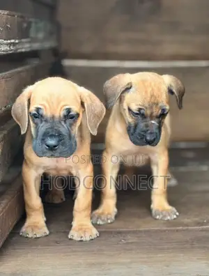 1-3 months Female Purebred Boerboel