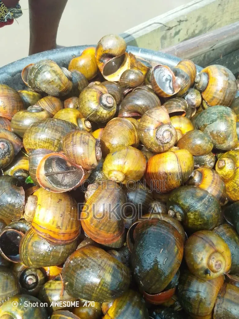 Water Snail
