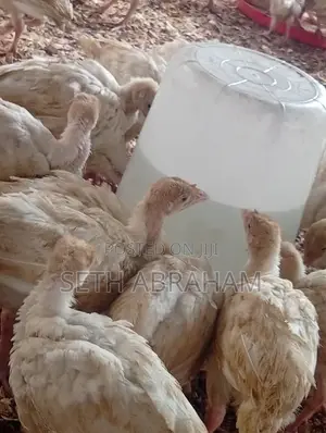 Direct 5wks Imported Turkey for Quick Sale