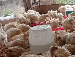 Direct 6wks Imported Turkey for Quick Sale