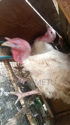 Turkey Foreign