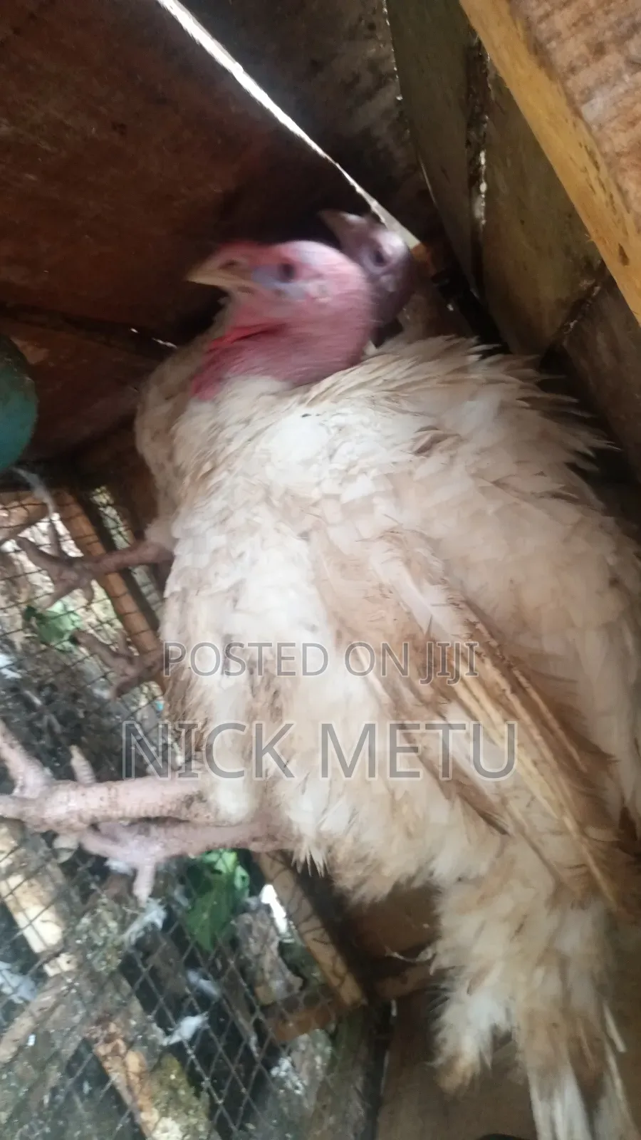Turkey Foreign
