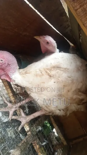 Turkey Foreign