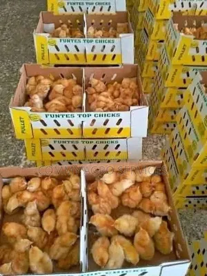 Day Old Chicks