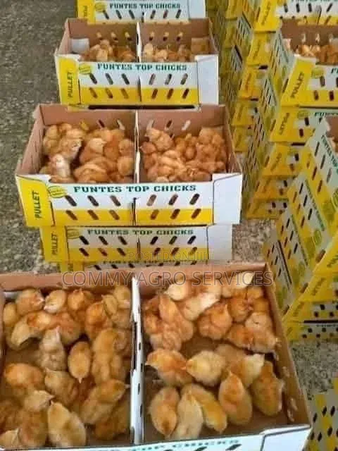 Day Old Chicks