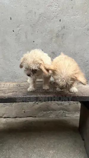 1-3 months Female Purebred Lhasa Apso
