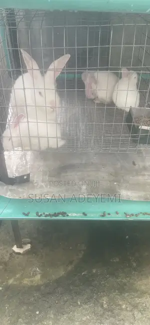 Susan’s Farms