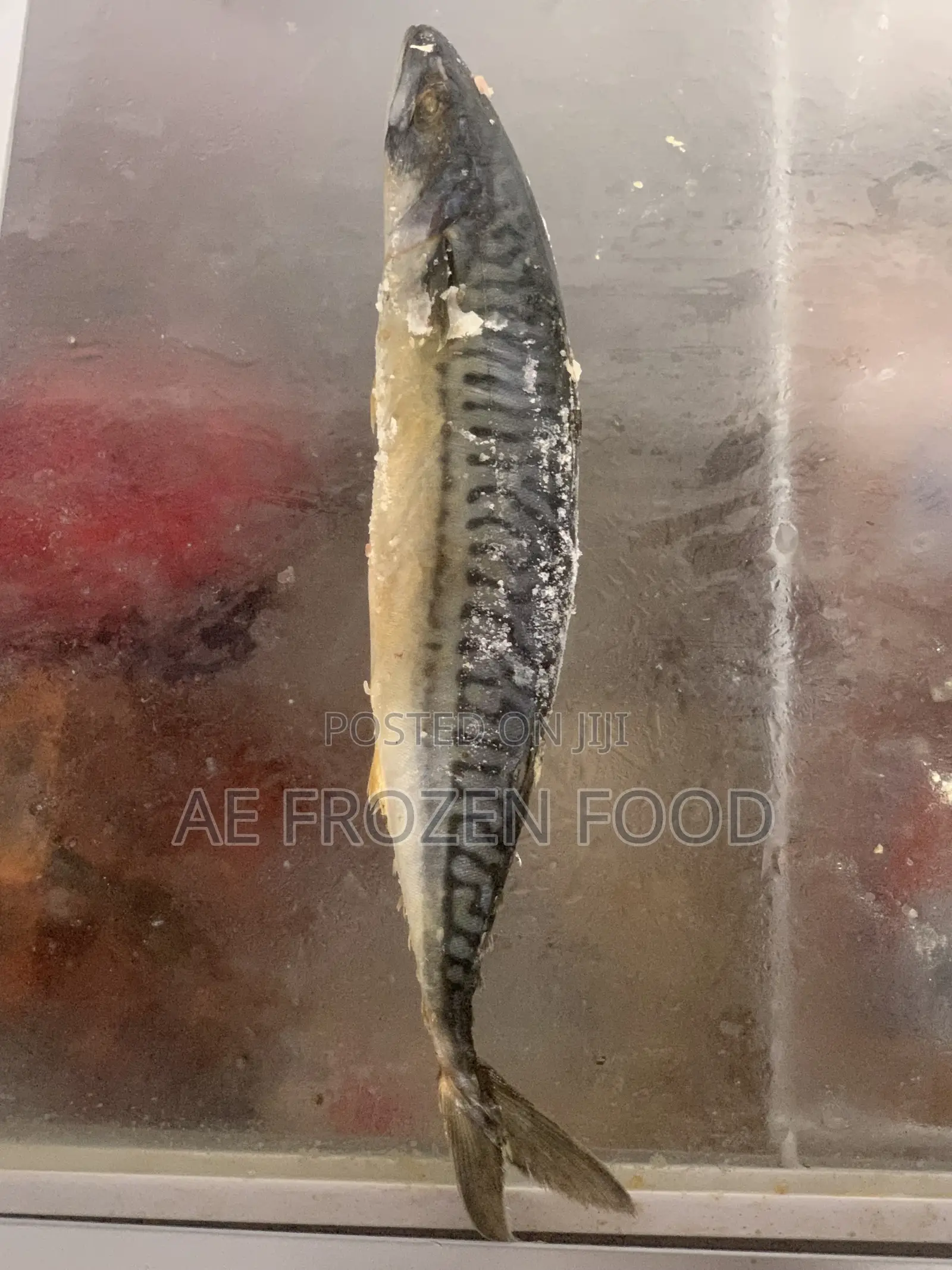 Original Titus Fish