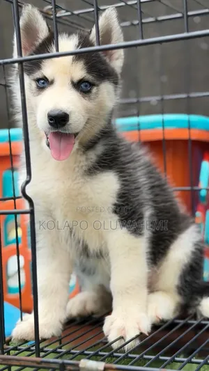 1-3 months Female Purebred Siberian Husky