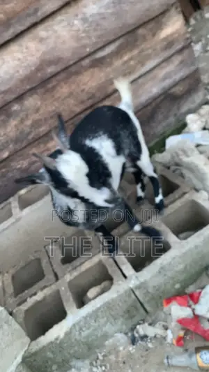 Female Goat for Sale