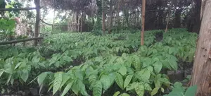 Hybrid Cocoa Seedlings Available for Sale