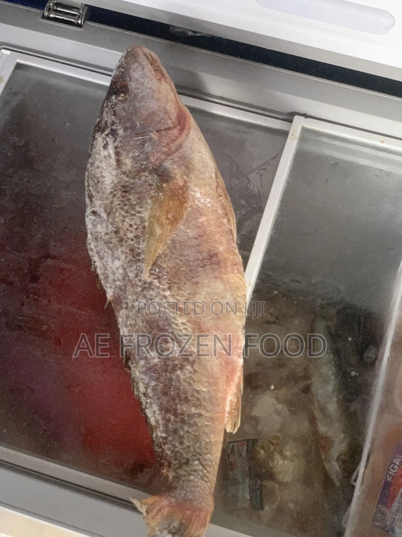 Croaker Fish 2kg