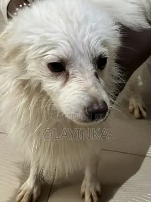 6-12 months Male Purebred American Eskimo