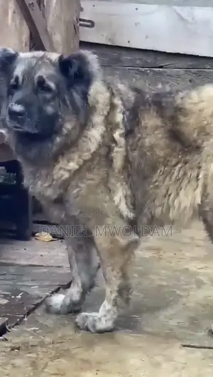 1+ year Female Purebred Caucasian Shepherd