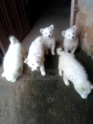 1-3 months Female Purebred American Eskimo