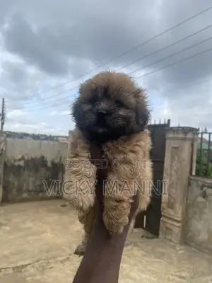 1-3 months Male Purebred Lhasa Apso