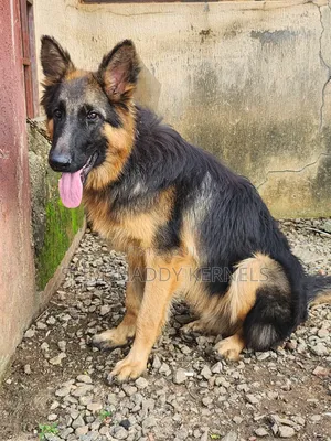 6-12 months Male Purebred German Shepherd