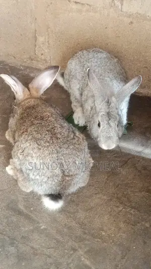 Rabbit Full Grown