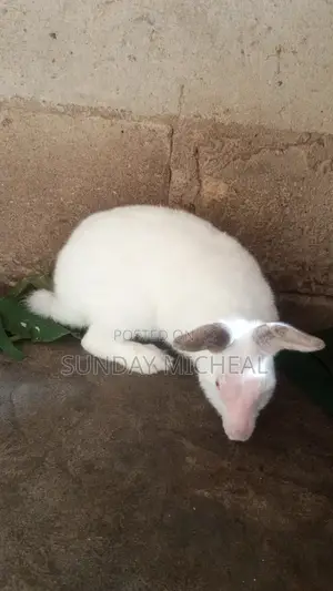 Rabbit Full Grown