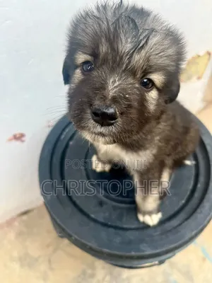 0-1 month Male Purebred Caucasian Shepherd