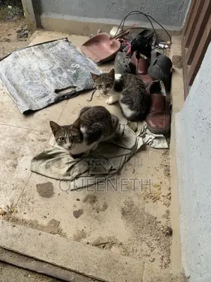1+ year Female Mixed Breed Cat