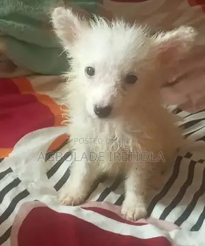 1-3 months Female Purebred American Eskimo