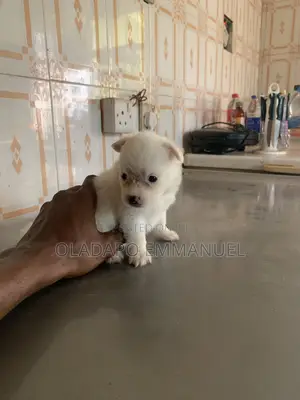 0-1 month Female Purebred American Eskimo