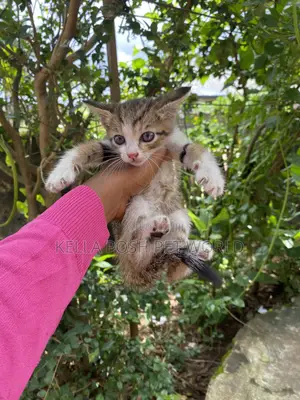1-3 months Male Purebred Tabby