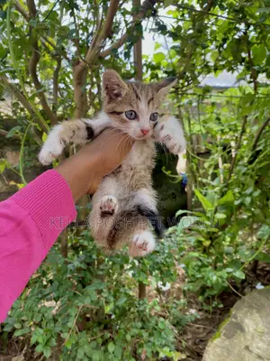 1-3 months Male Purebred Tabby